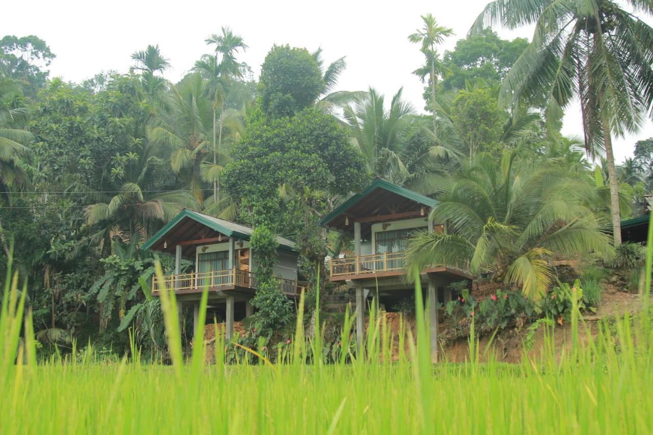 Rainforest Nest Deniyaya Exterior foto