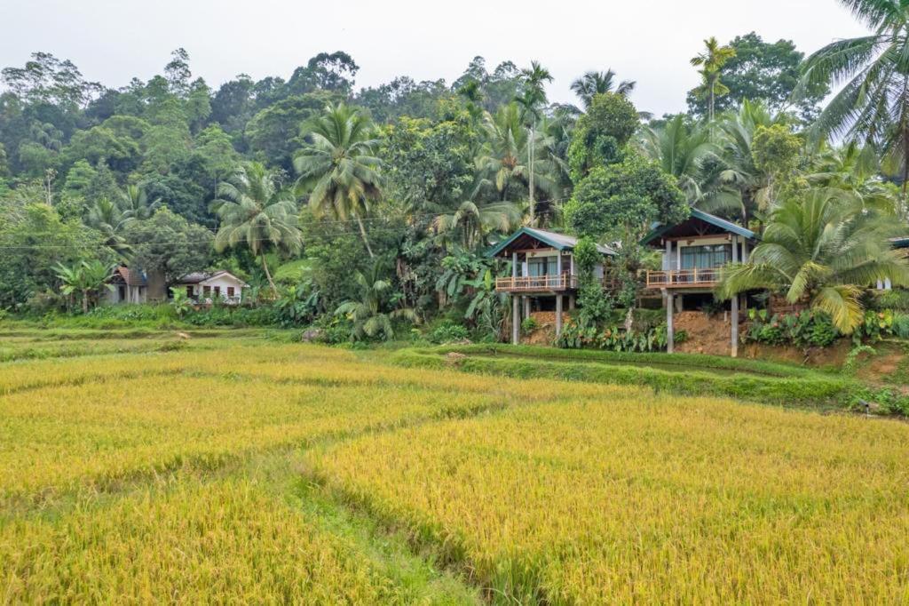 Rainforest Nest Deniyaya Exterior foto