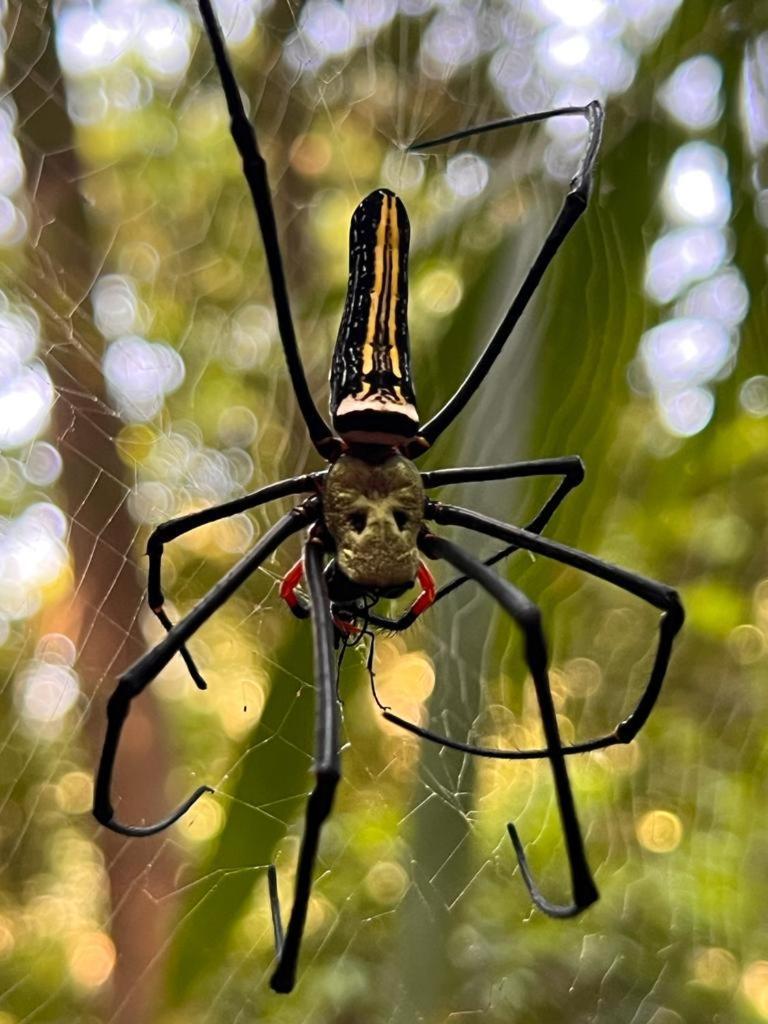 Rainforest Nest Deniyaya Exterior foto