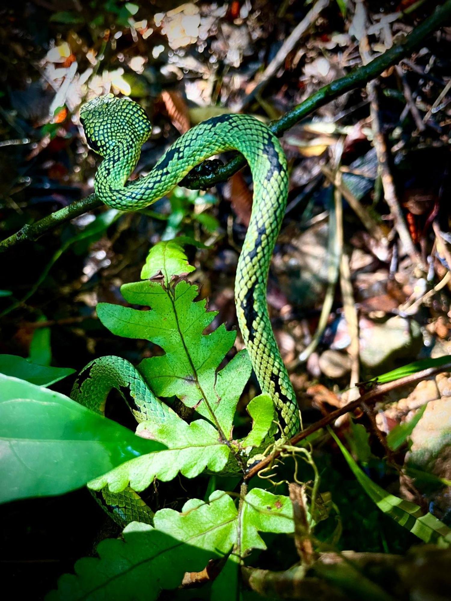 Rainforest Nest Deniyaya Exterior foto